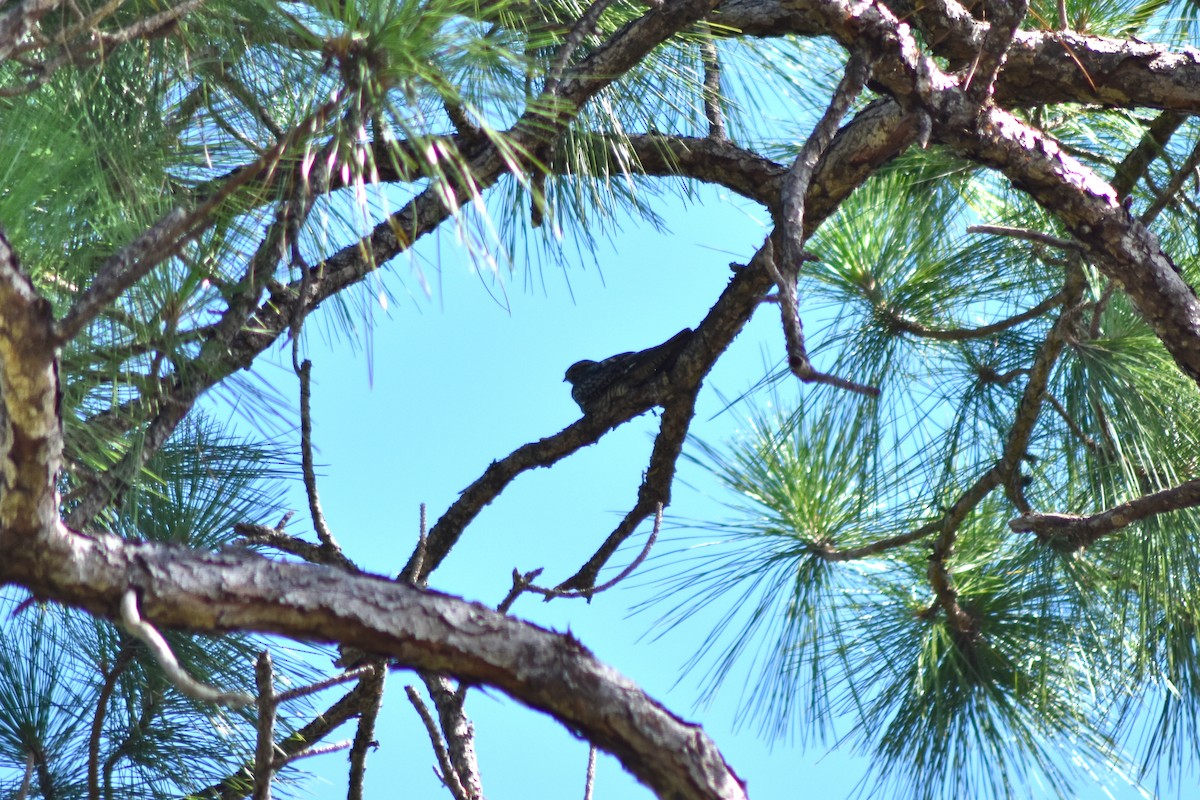 Engoulevent piramidig - ML644267006