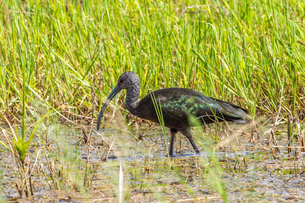 White-faced Ibis - ML644267012