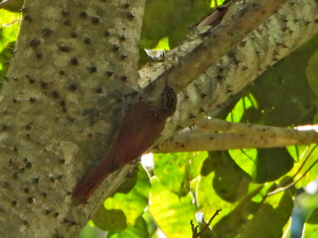 Streak-headed Woodcreeper - ML644267014