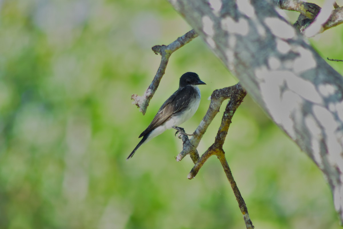 Schieferrücken-Königstyrann - ML644267015