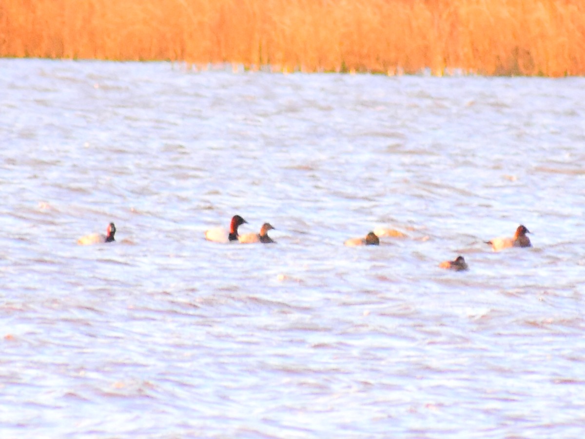 kanvasand - ML644267017