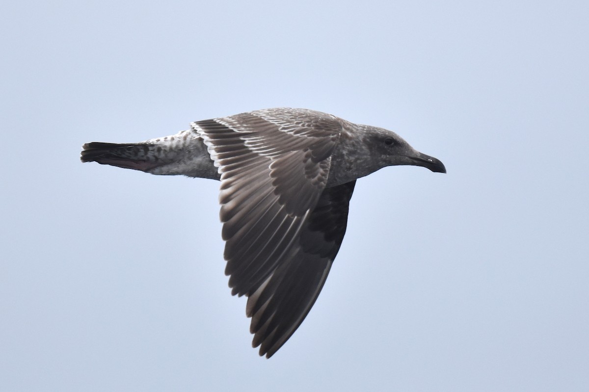 アメリカオオセグロカモメ - ML644267018