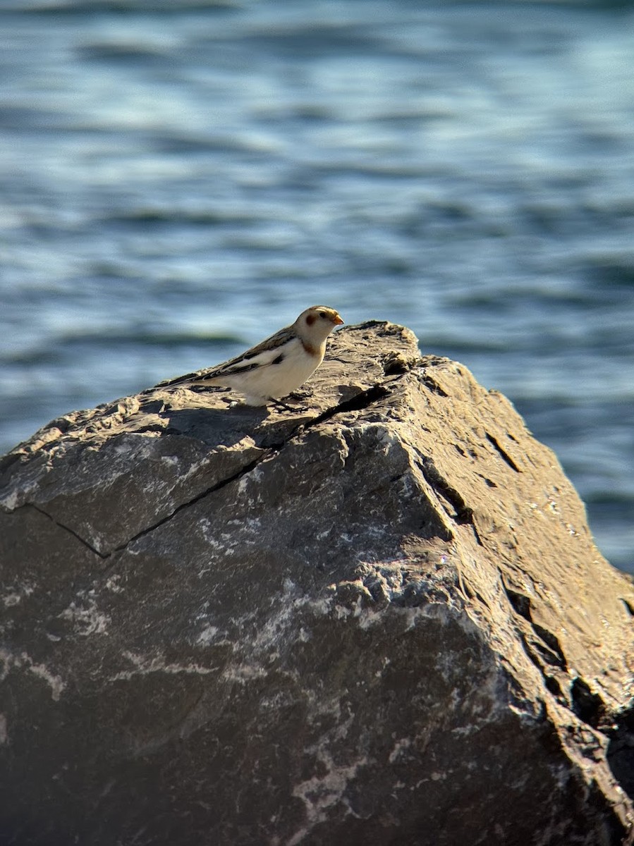 Snow Bunting - Raj Prakash