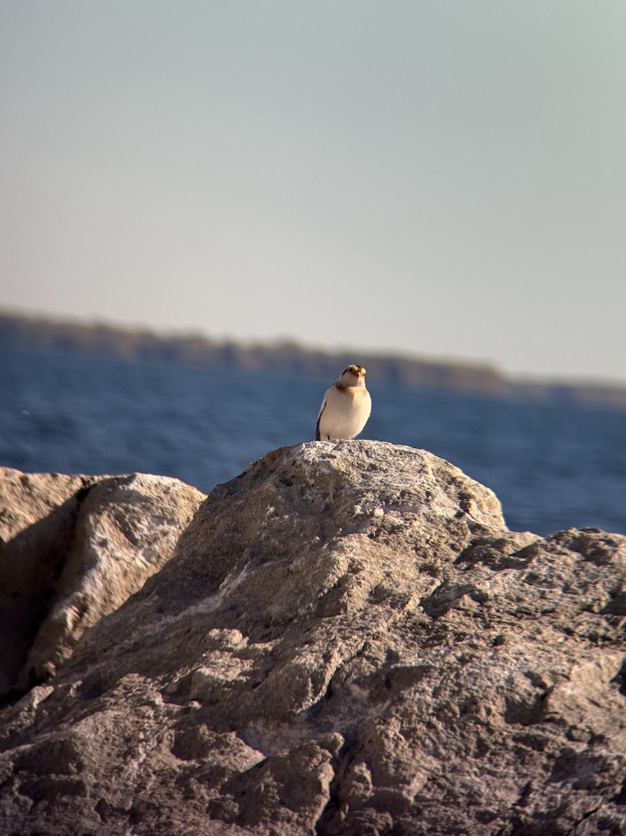 sněhule severní - ML644267030