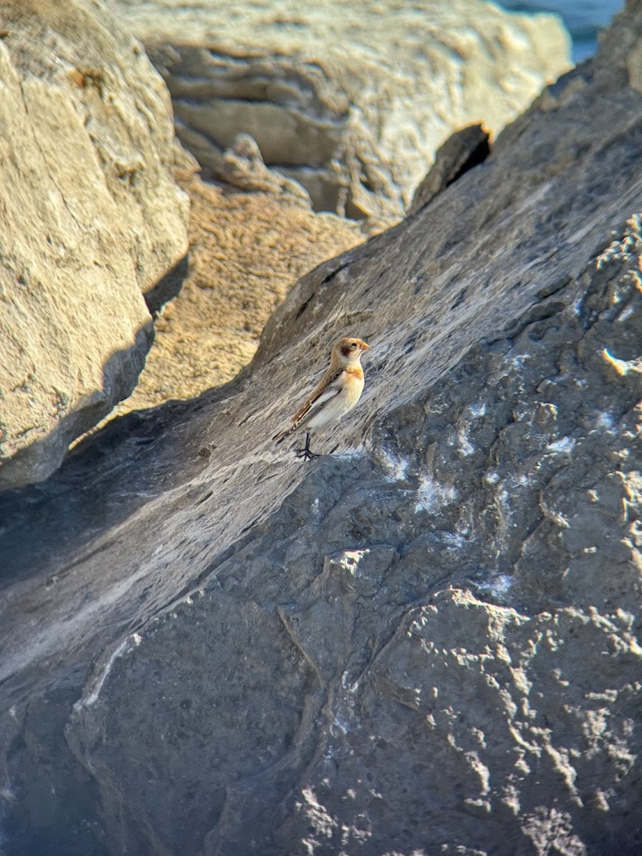 sněhule severní - ML644267031