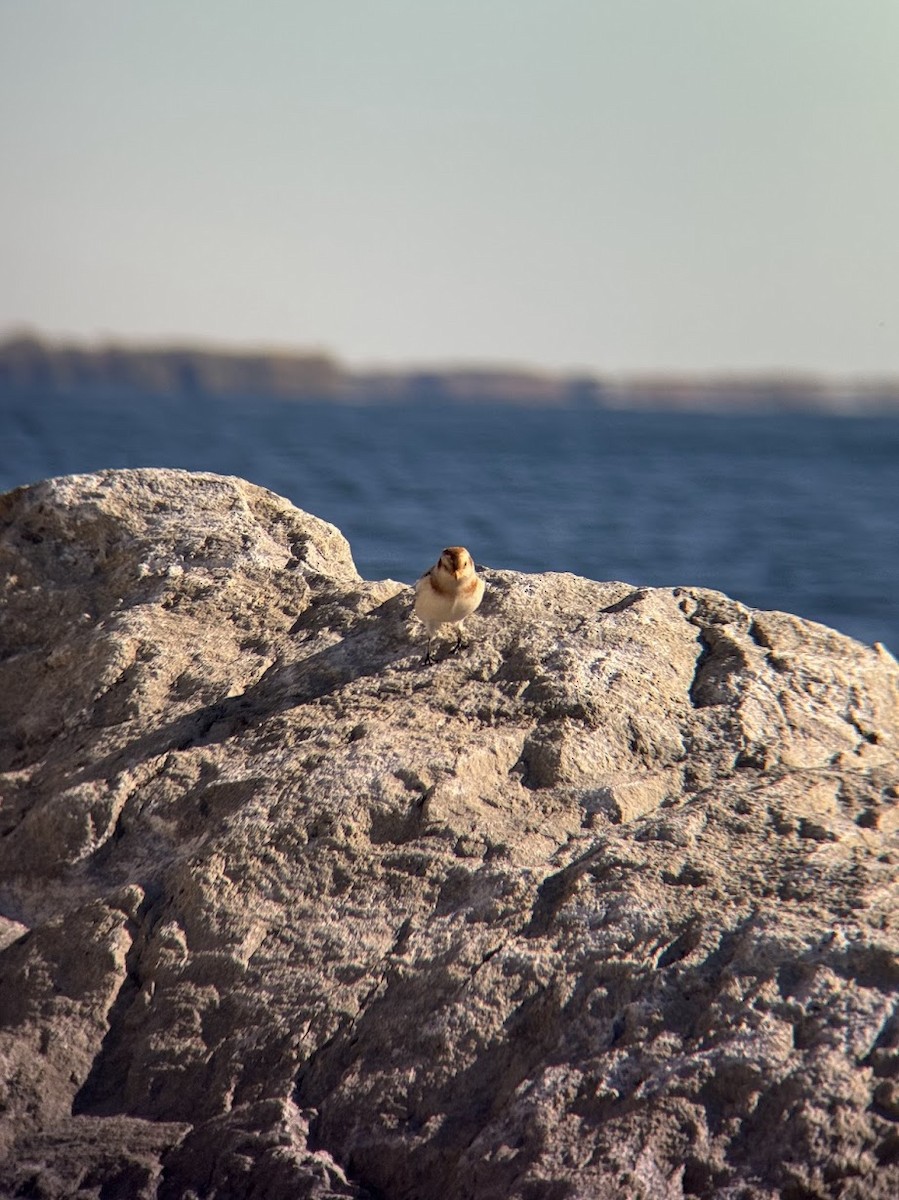 sněhule severní - ML644267032