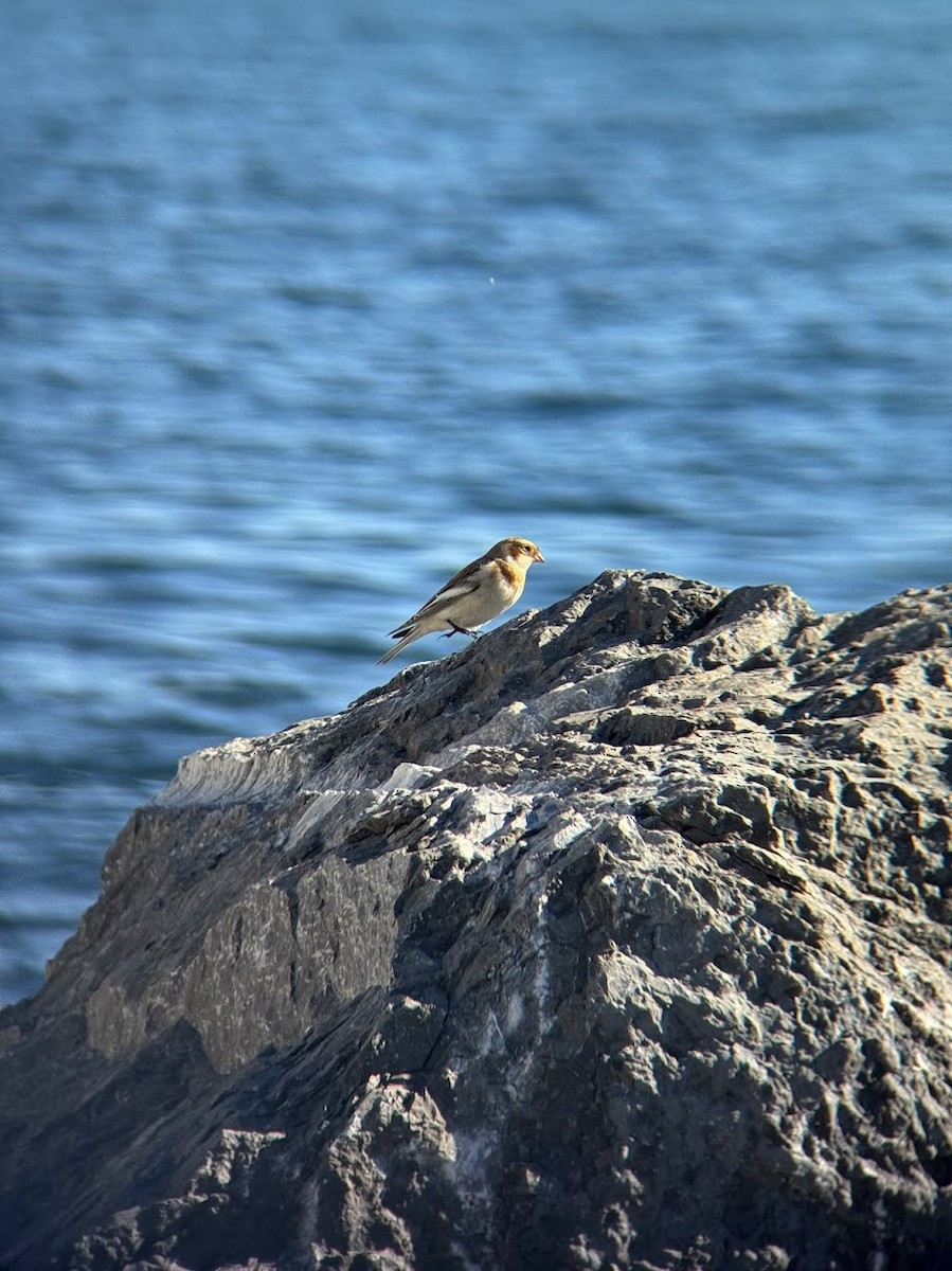 sněhule severní - ML644267033