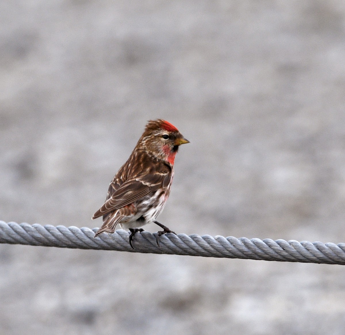 čečetka zimní - ML644267035