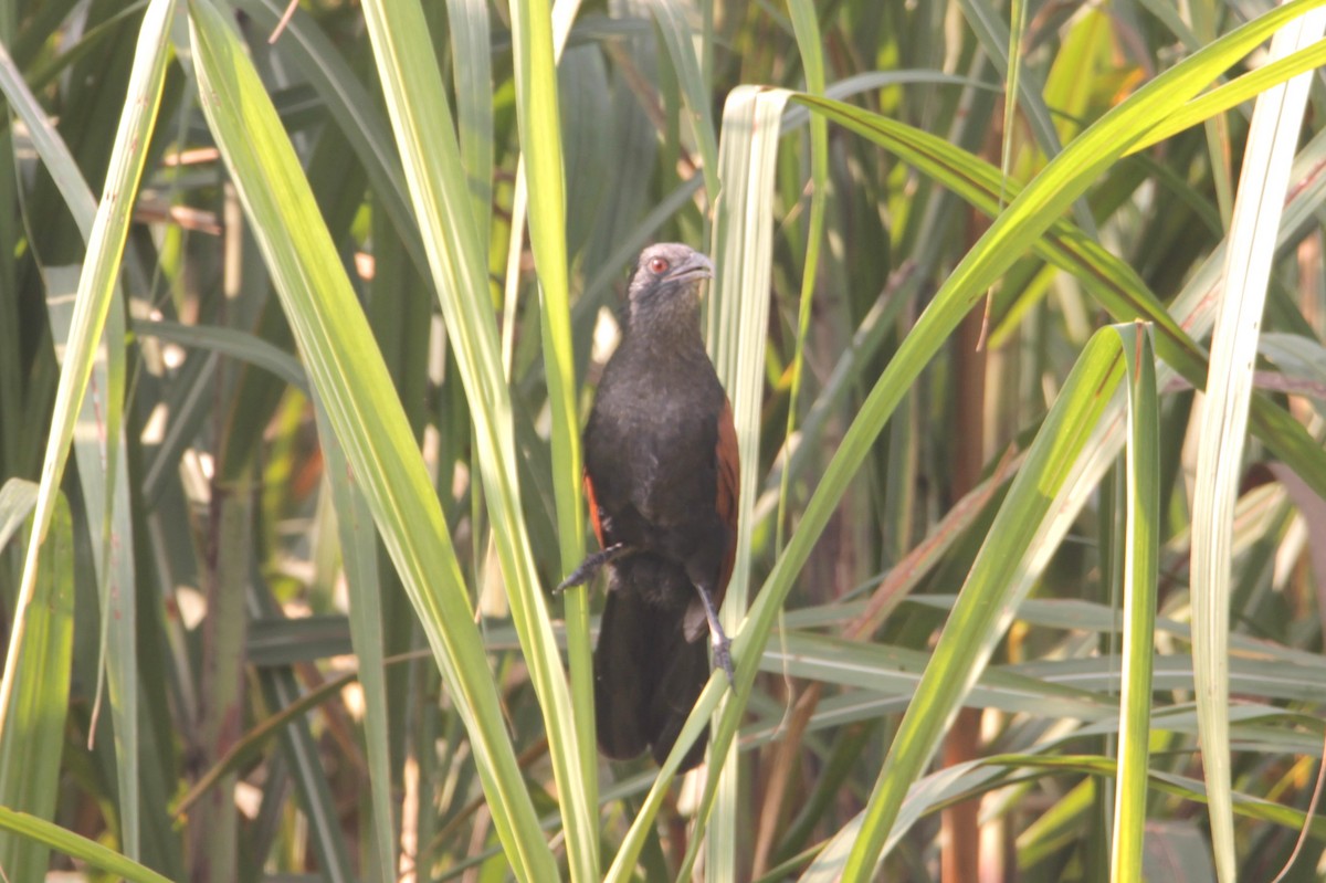 Greater Coucal - ML644267041