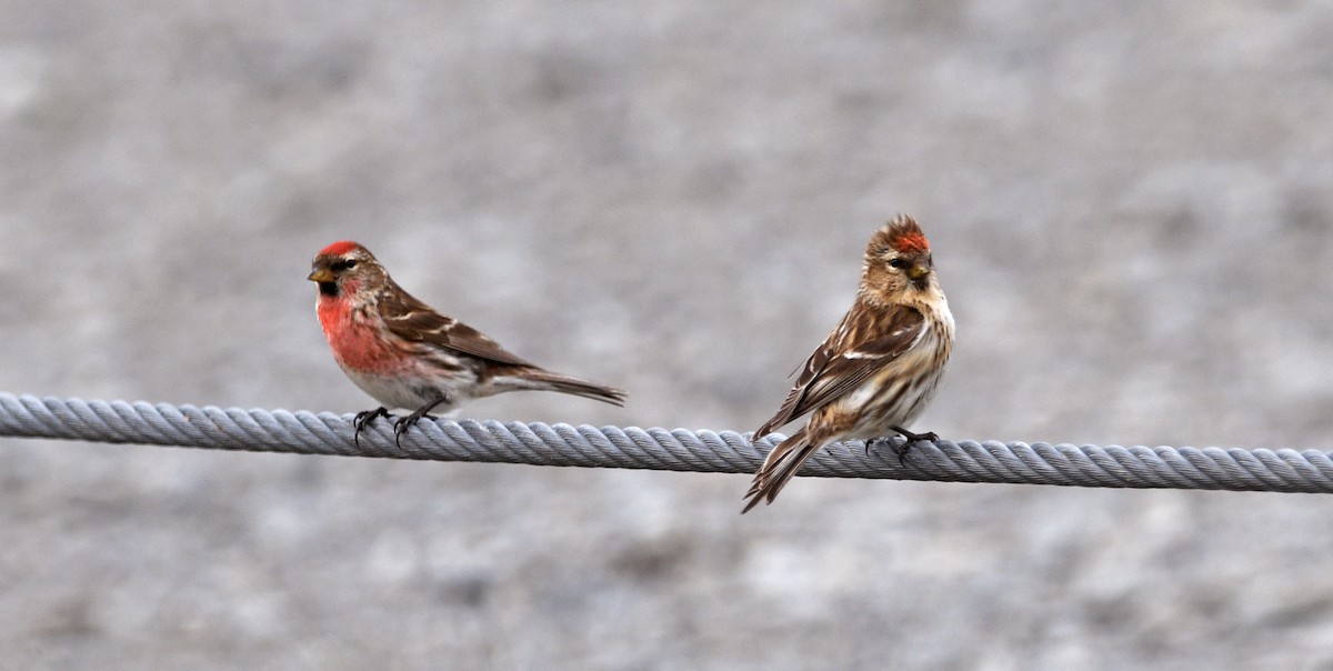 čečetka zimní - ML644267048