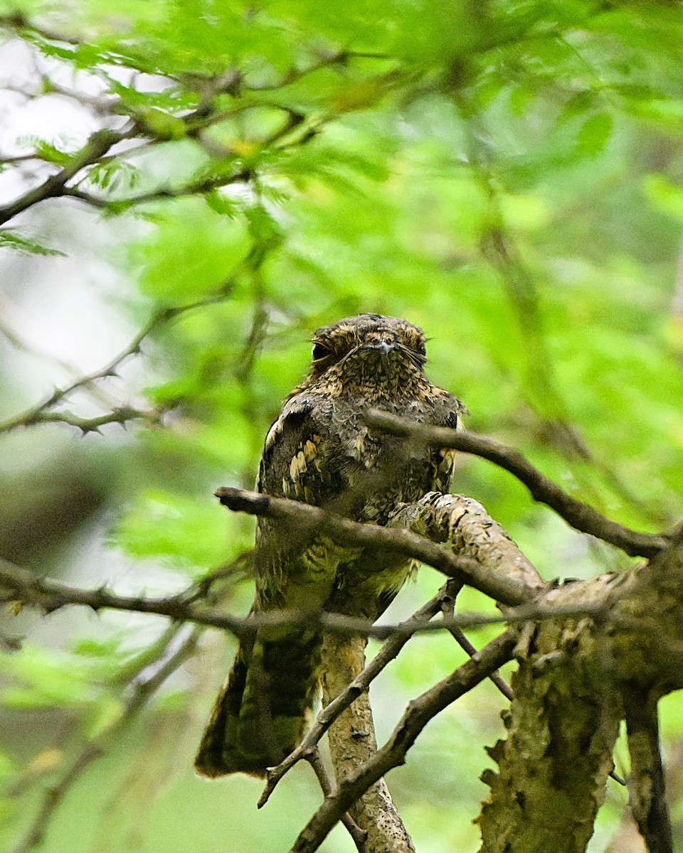 Jungle Nightjar - ML644267051