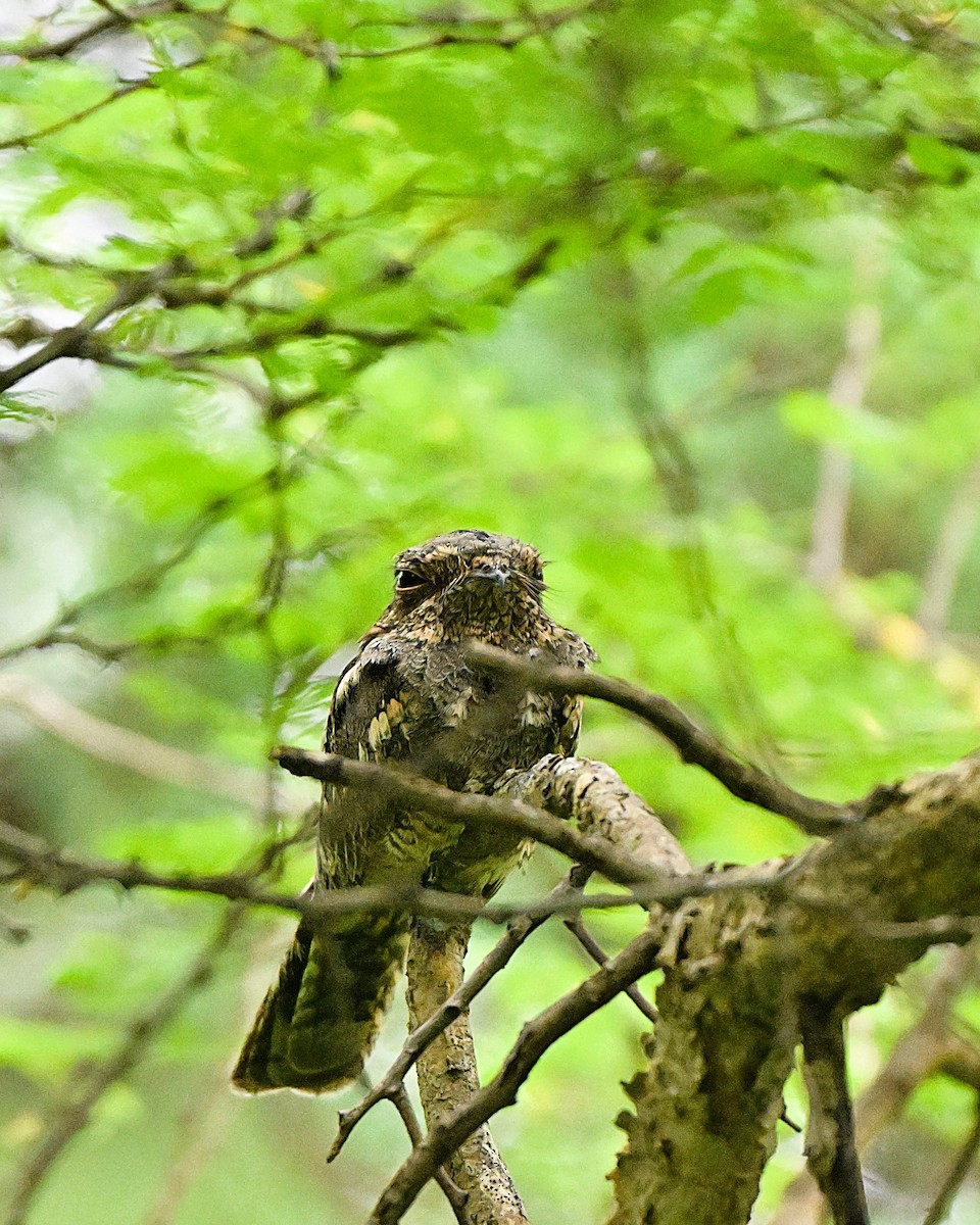 Jungle Nightjar - ML644267052