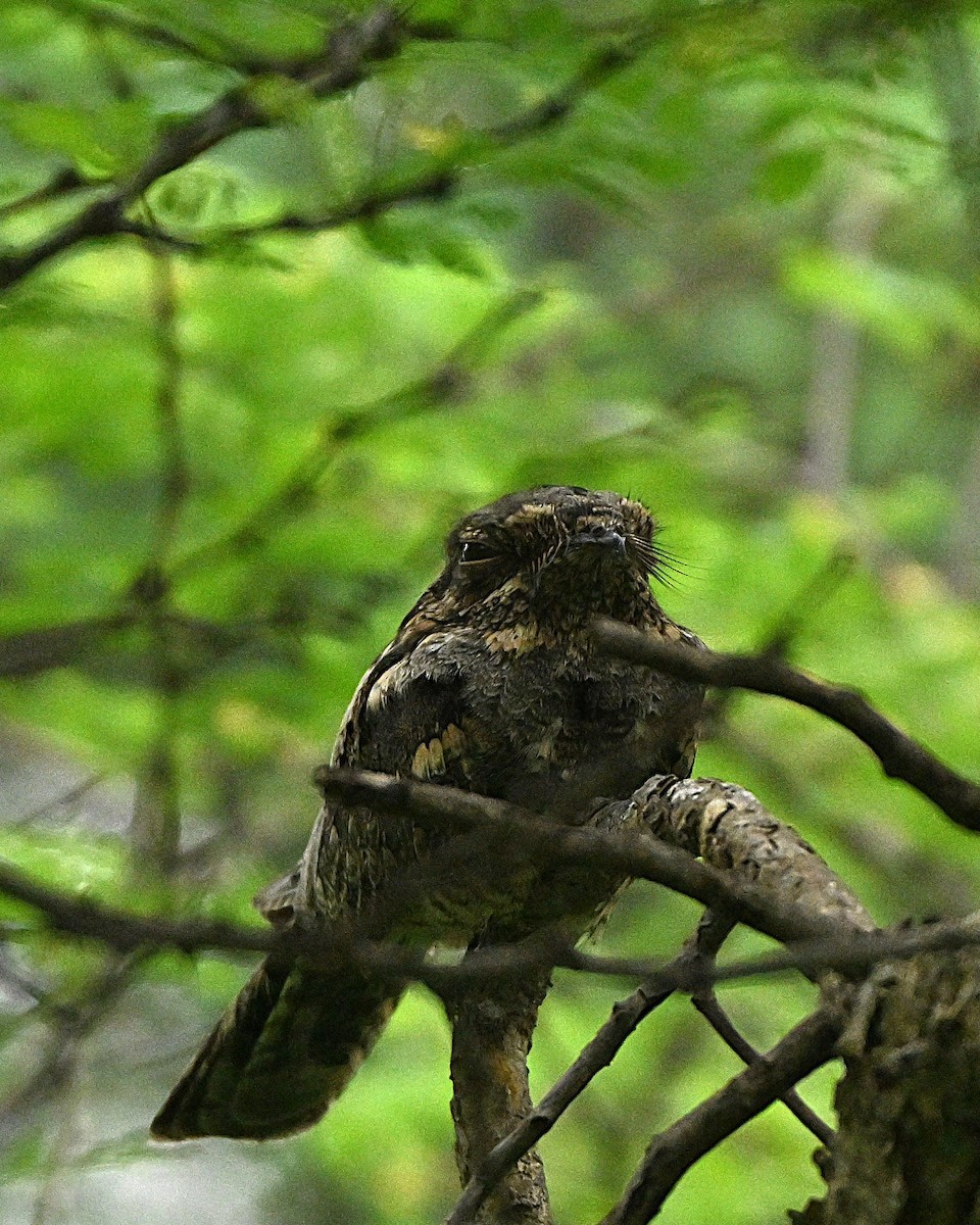 Jungle Nightjar - ML644267053