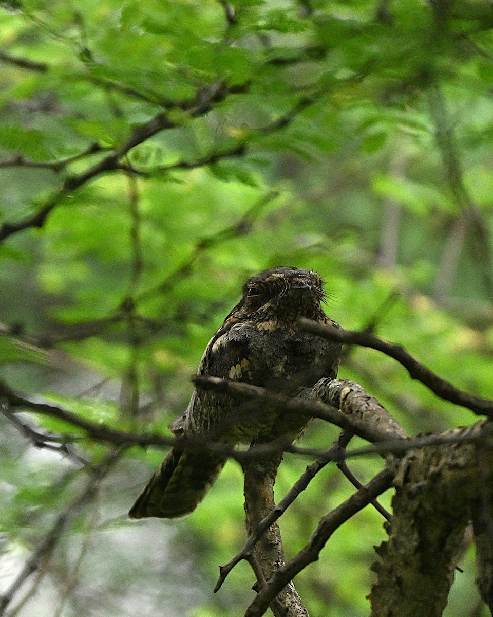 Jungle Nightjar - ML644267055