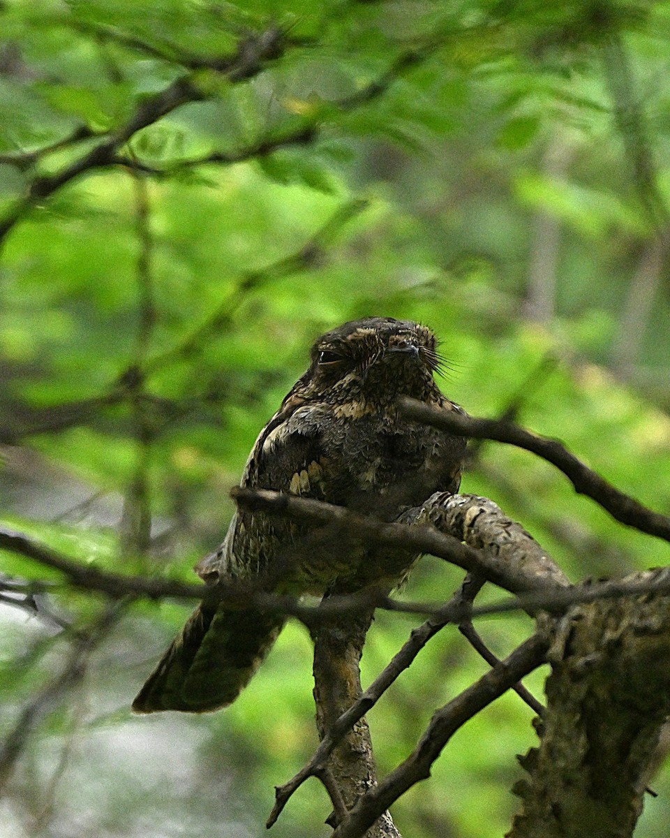 Jungle Nightjar - ML644267056