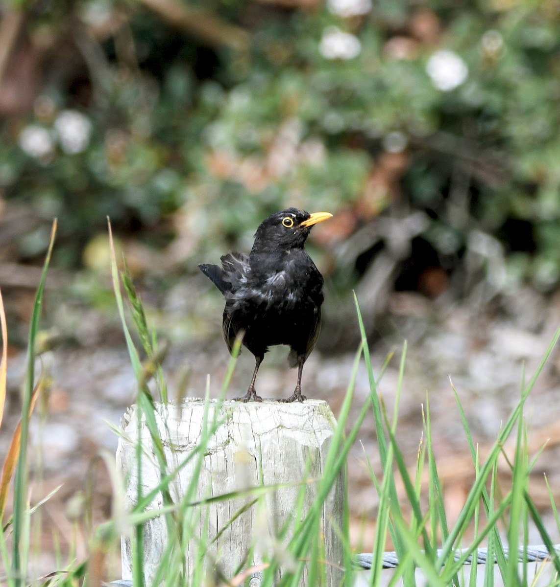 kos černý - ML644267062