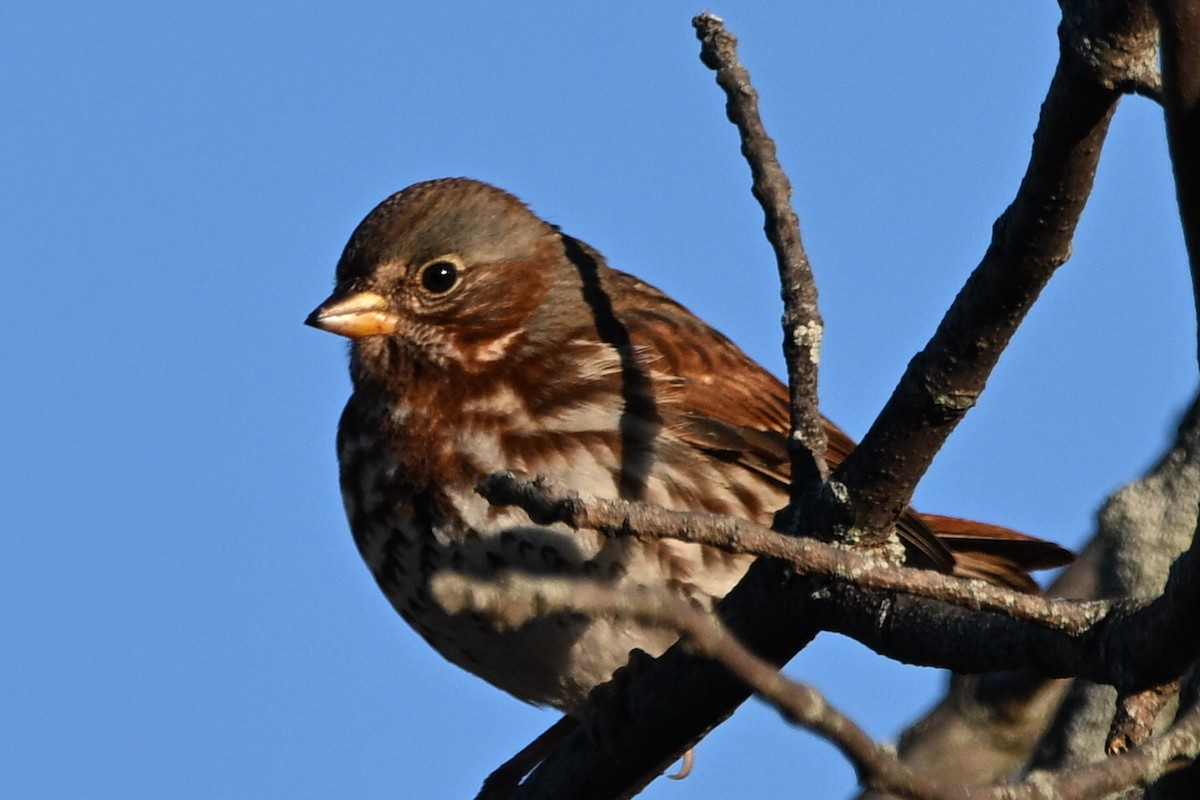 Fox Sparrow - ML644267067