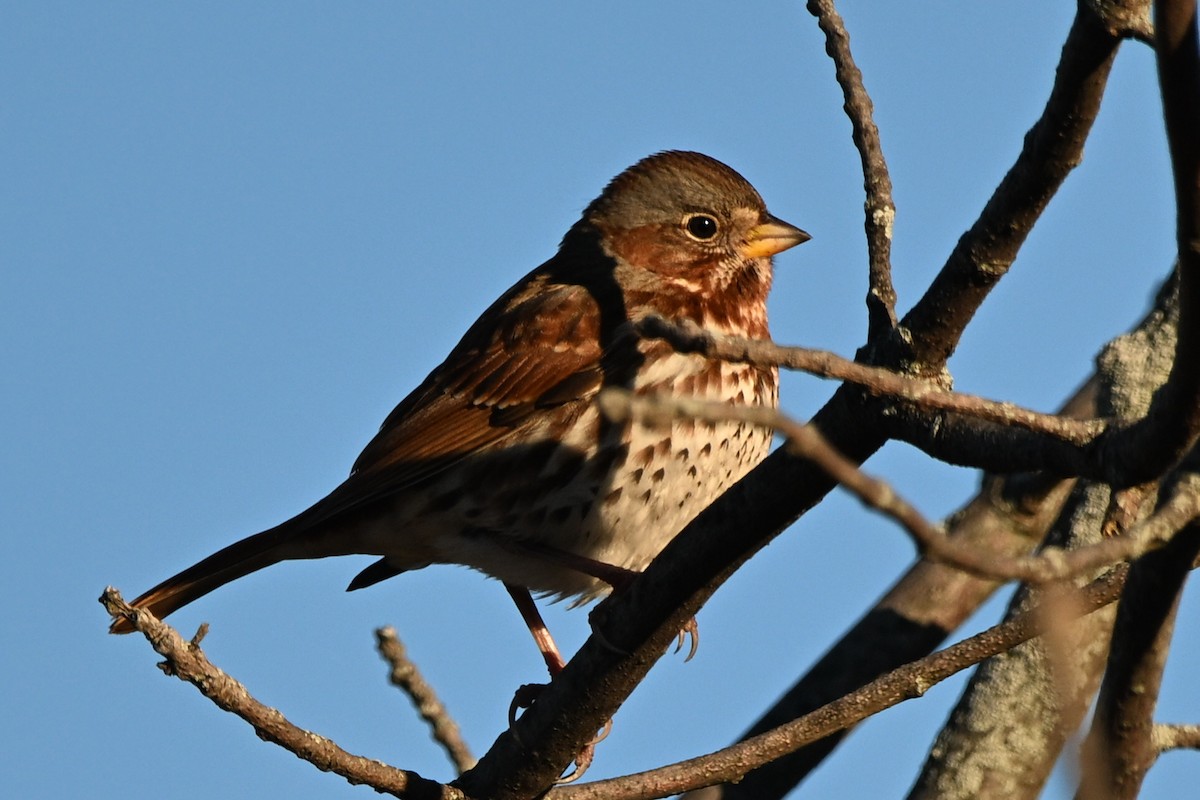 Fox Sparrow - ML644267068