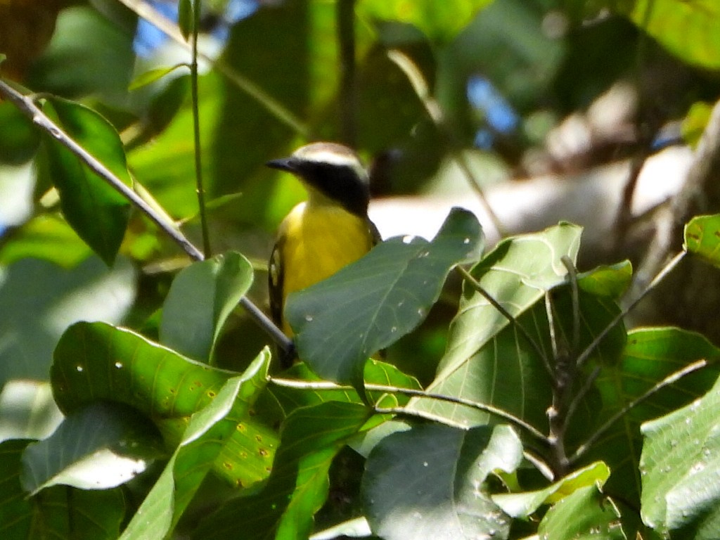 Tyran sociable - ML644267070