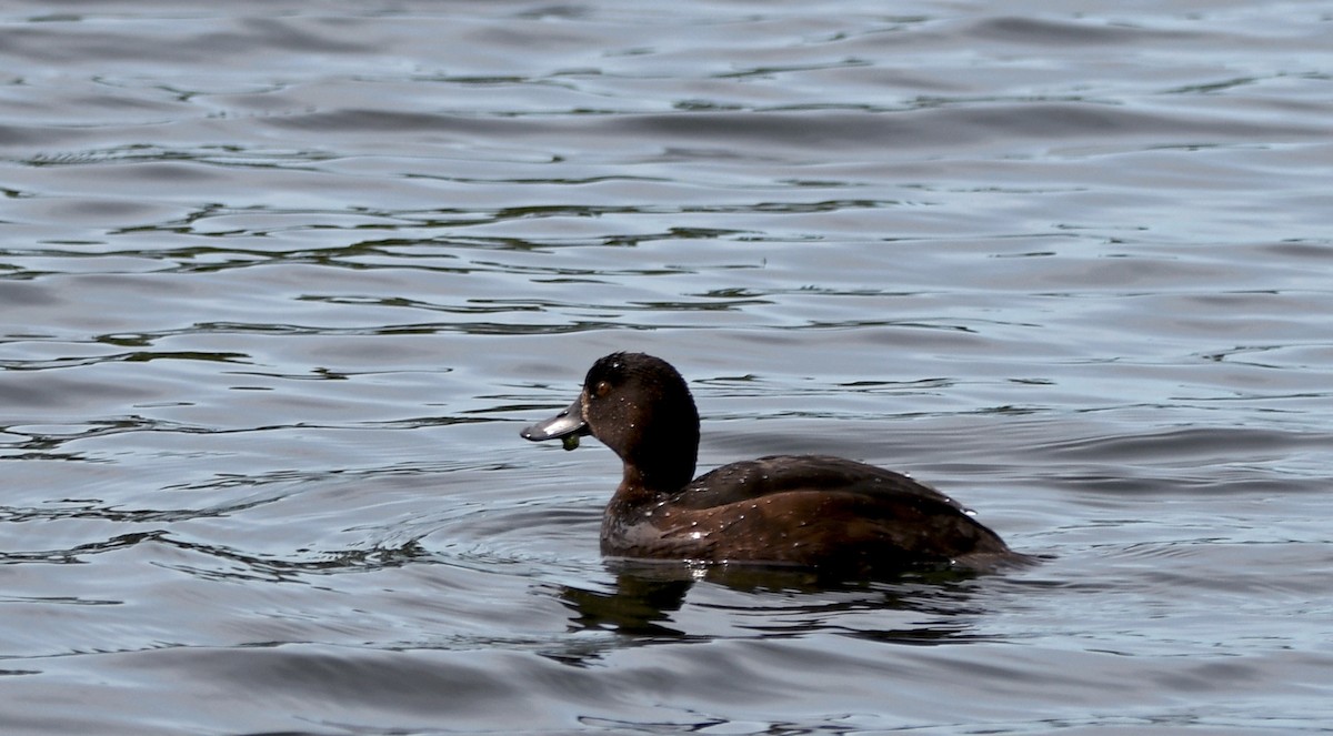 polák novozélandský - ML644267078