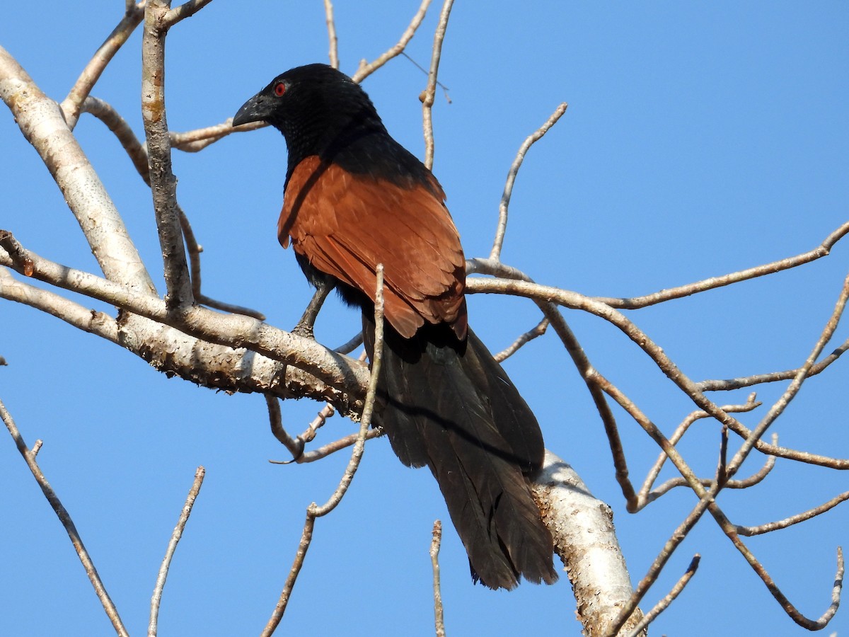 Malagasy Coucal - ML644267085