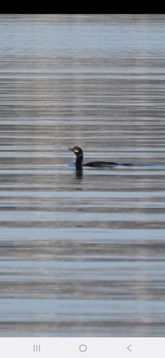 European Shag - ML644267086