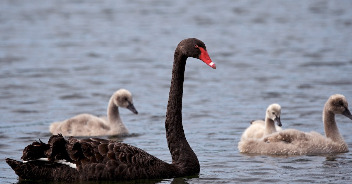 labuť černá - ML644267087