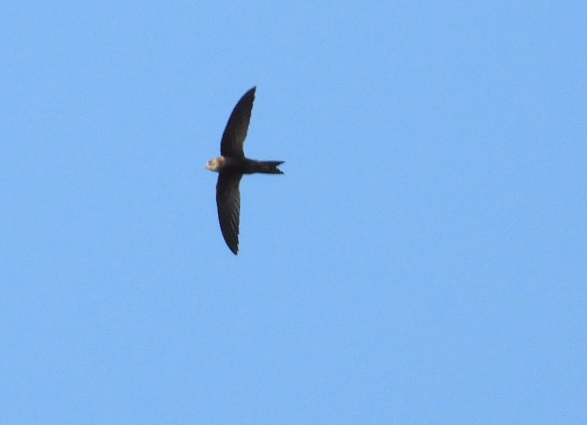 マダガスカルアマツバメ - ML644267091