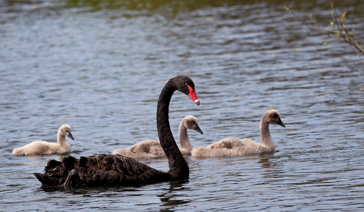 labuť černá - ML644267100