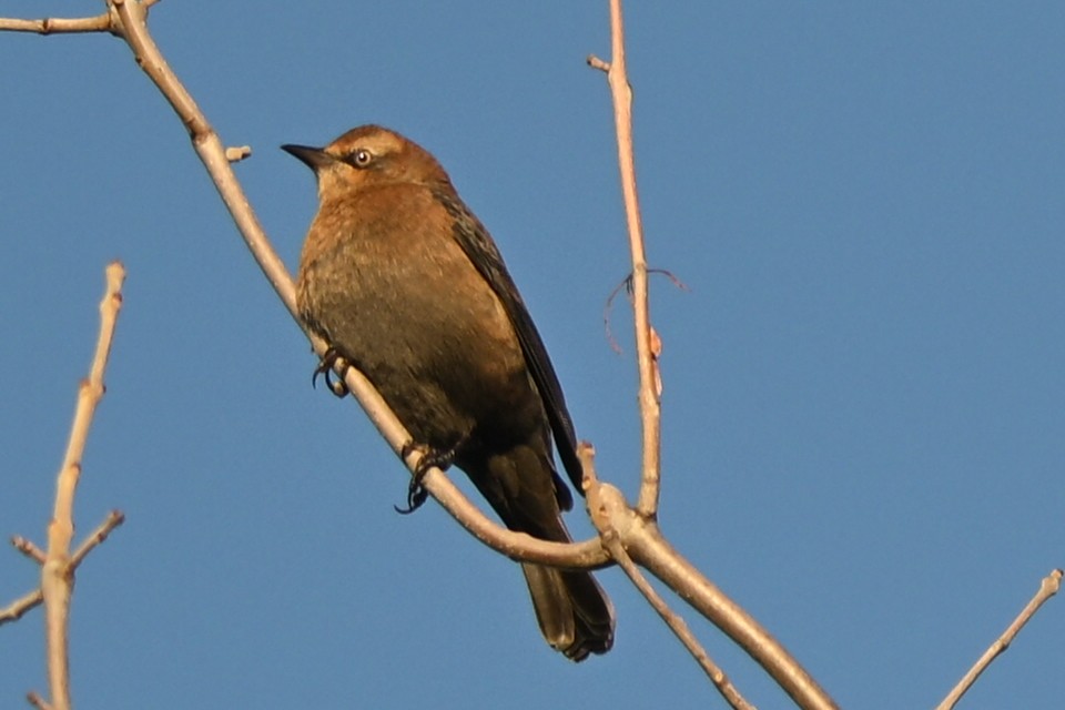 Rusty Blackbird - ML644267102