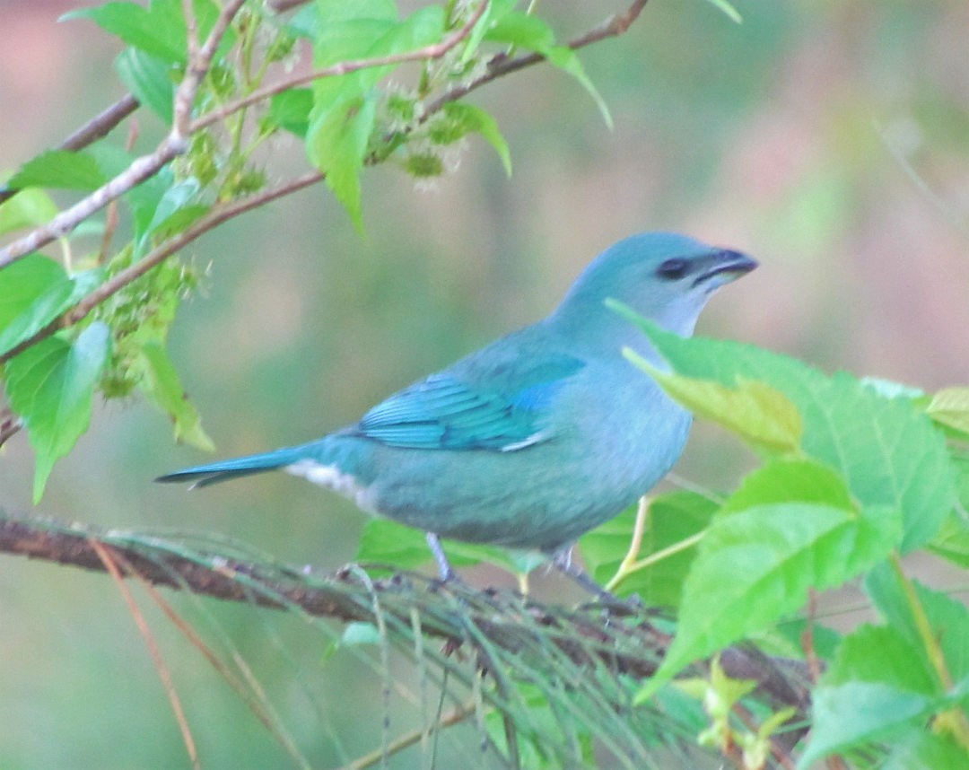 Azure-shouldered Tanager - ML644267104