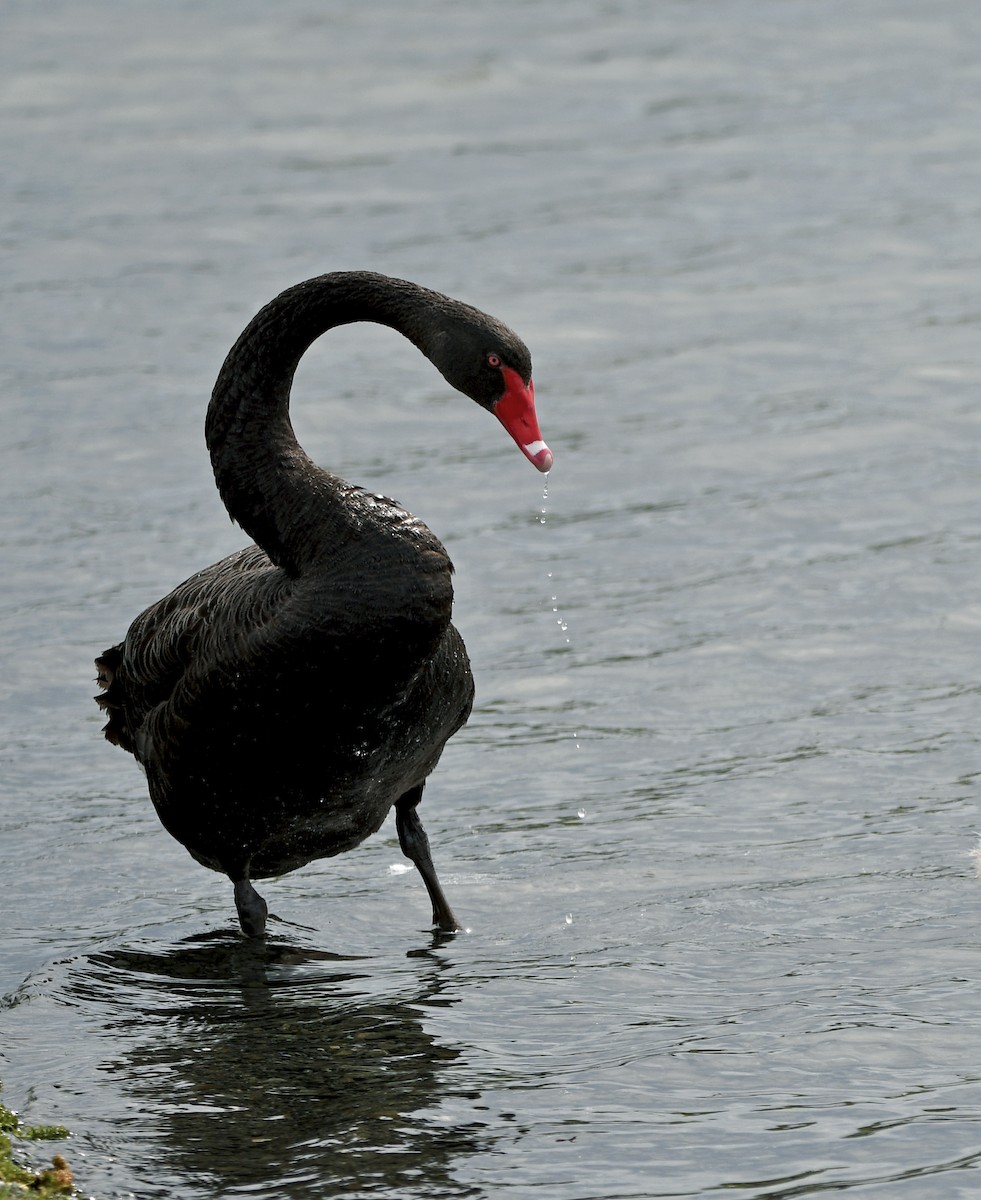 labuť černá - ML644267109