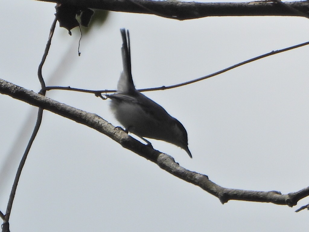 Tropical Gnatcatcher - ML644267112