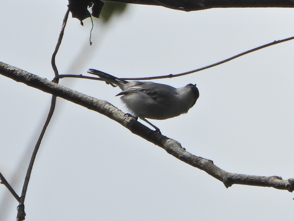 Tropical Gnatcatcher - ML644267113
