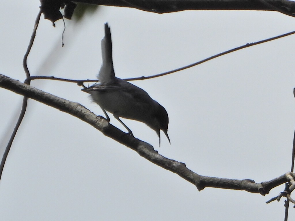 Tropical Gnatcatcher - ML644267114