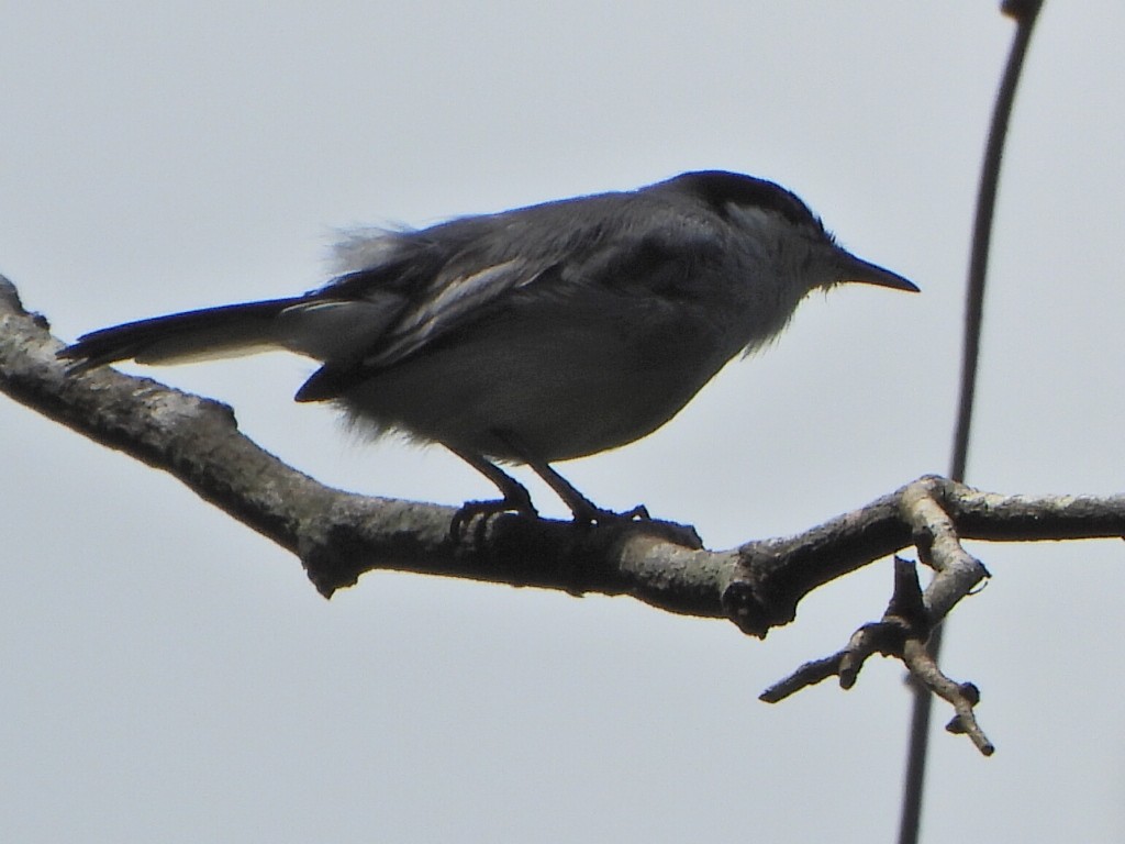Tropical Gnatcatcher - ML644267115