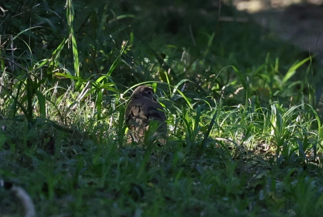 Зеленокрылая лесная горлица - ML644267120