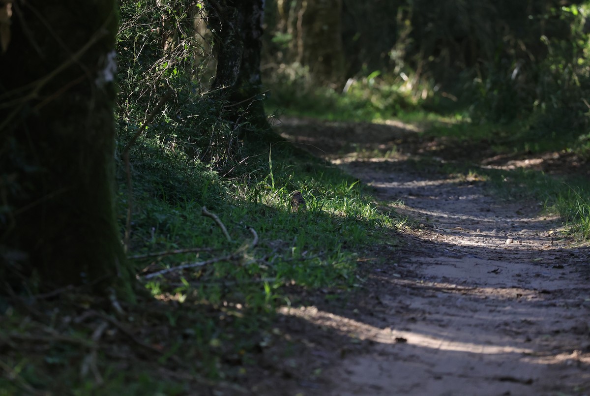 Зеленокрылая лесная горлица - ML644267121