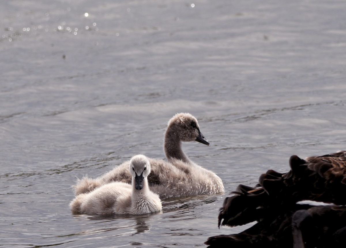 labuť černá - ML644267124