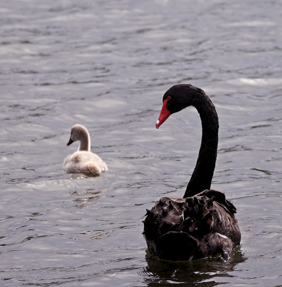 labuť černá - ML644267136