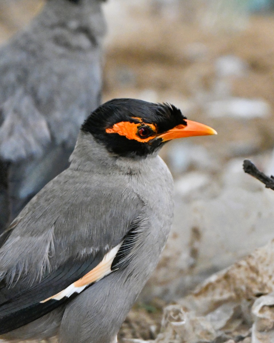 landsbystær - ML644267141