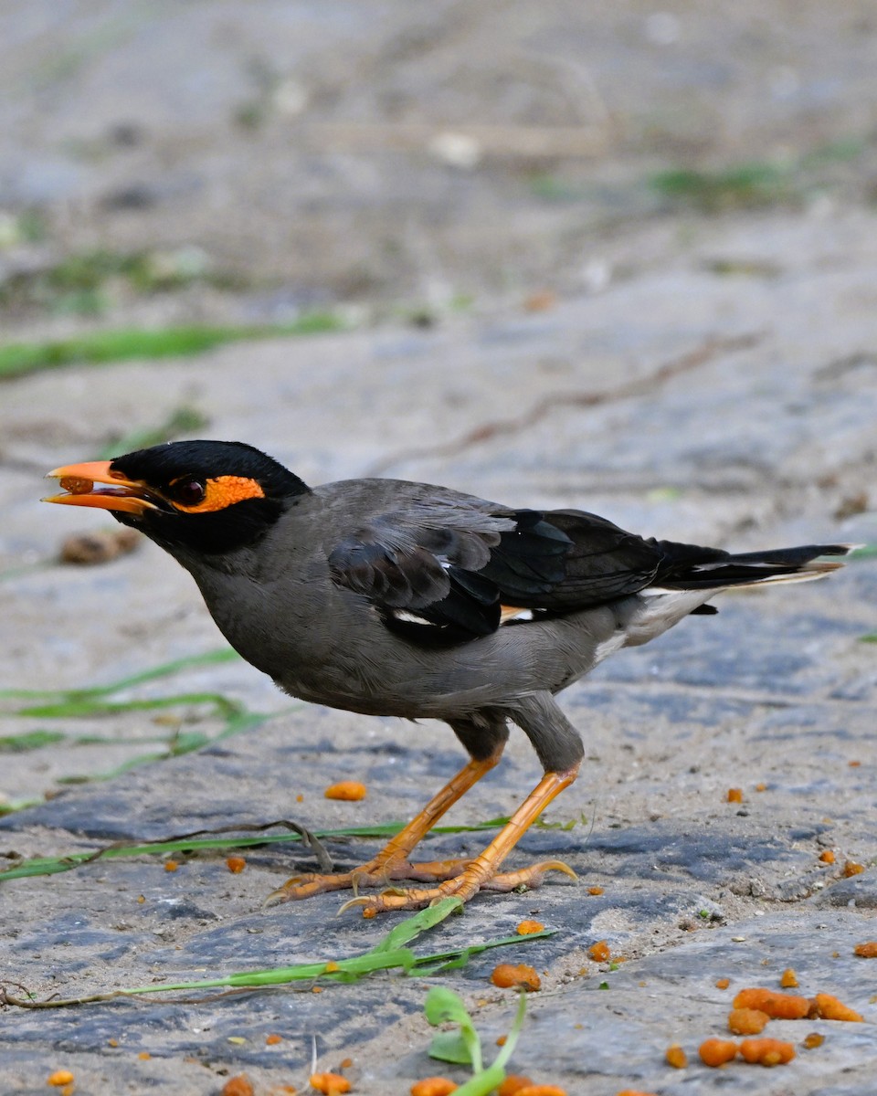 landsbystær - ML644267142