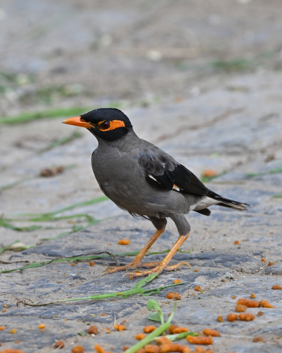 landsbystær - ML644267144