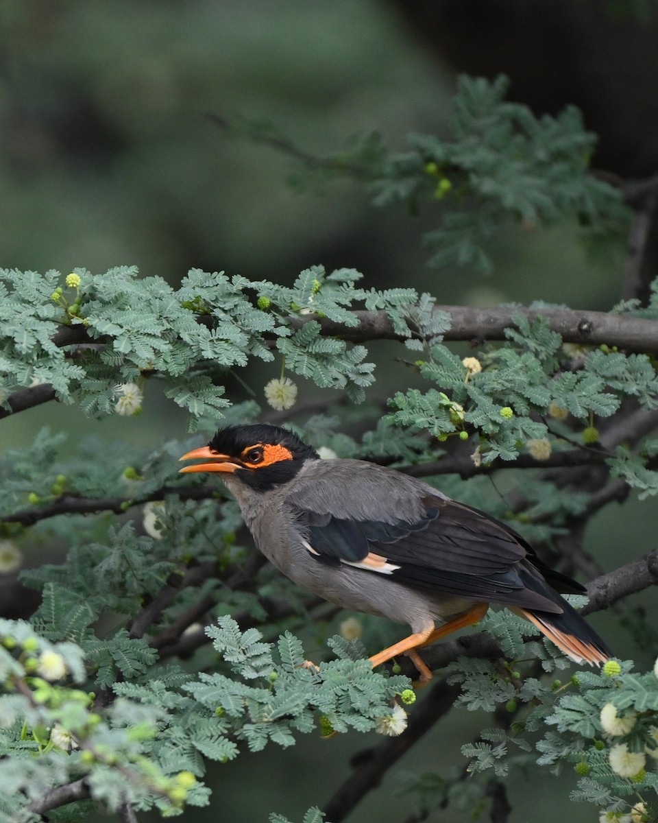 landsbystær - ML644267145