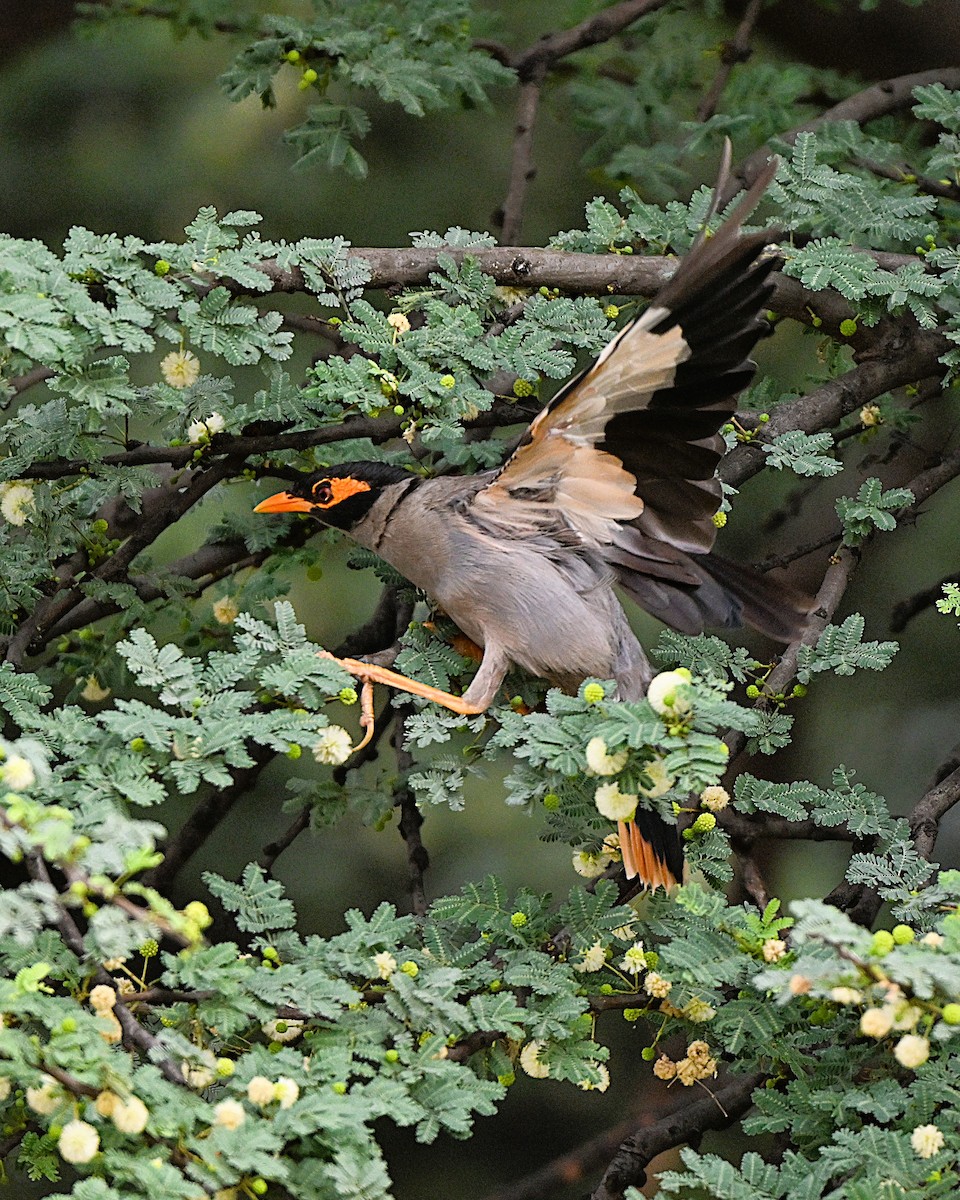 landsbystær - ML644267149