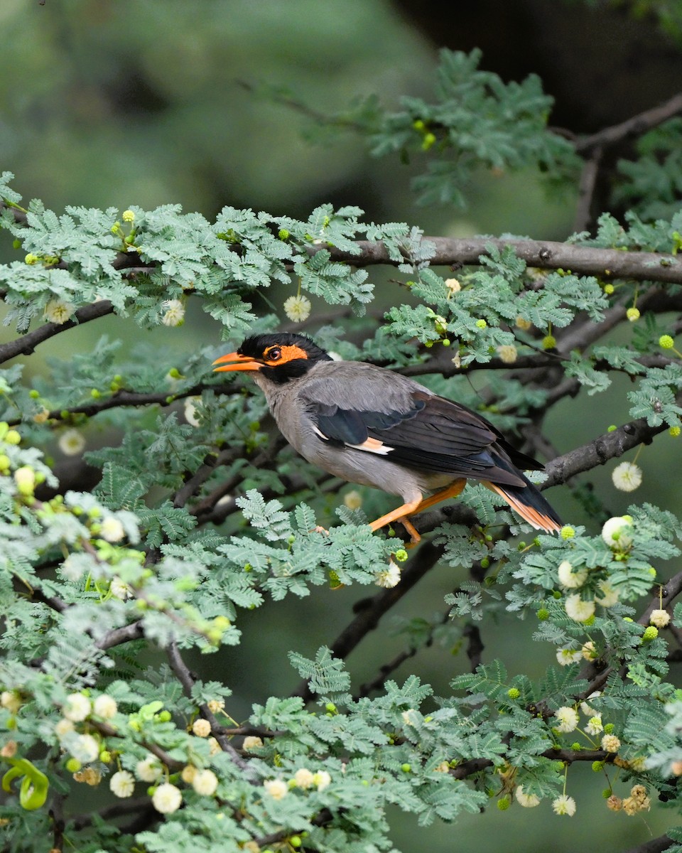 landsbystær - ML644267150