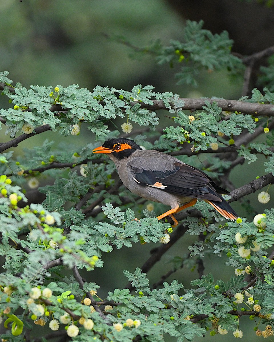 landsbystær - ML644267151