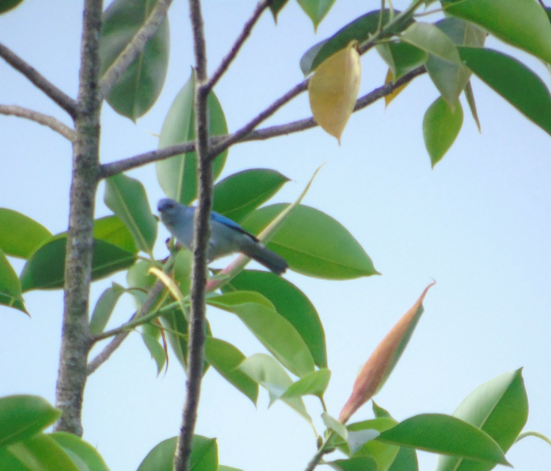 Azure-shouldered Tanager - ML644267154