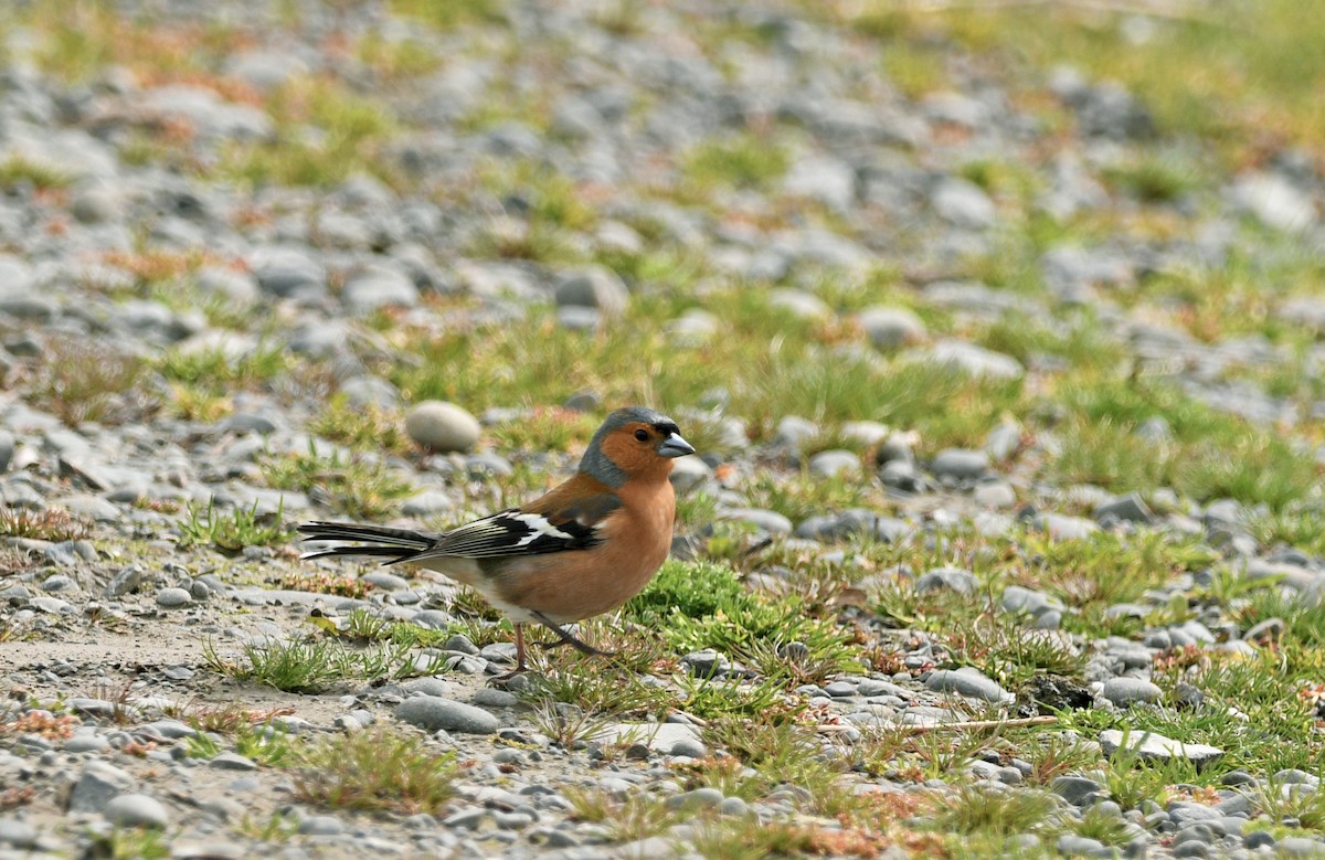 pěnkava obecná - ML644267162