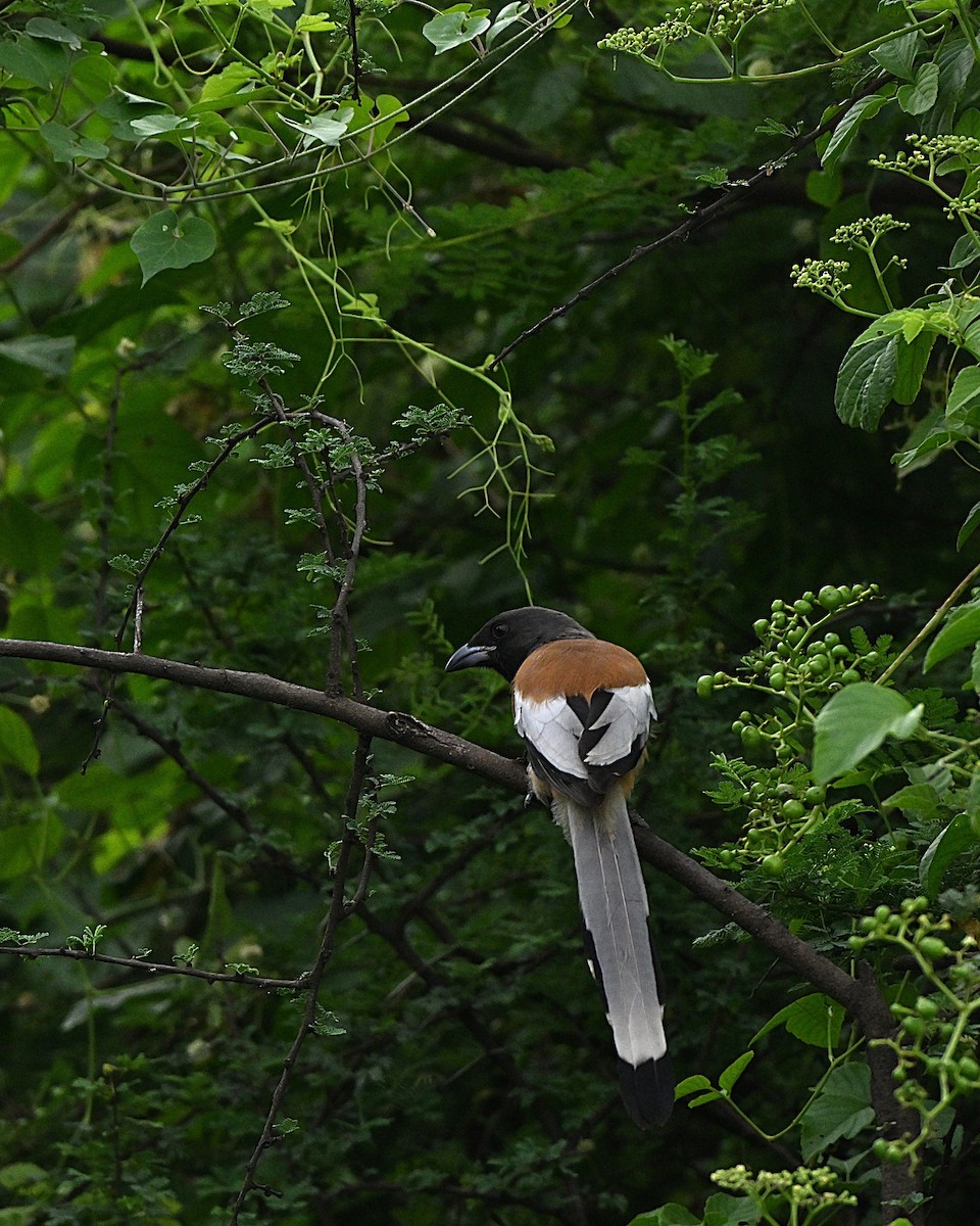 Kızıl Saksağan - ML644267165